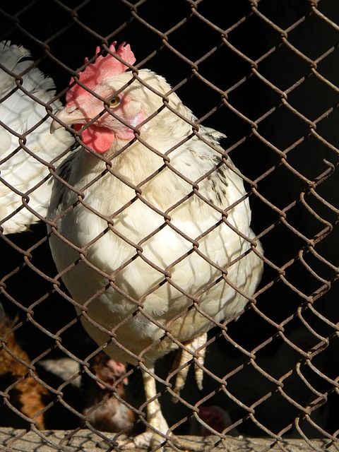 意大利队的 意大利队的