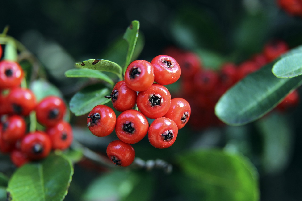 凯尔特人三分火力惊人，创历史新高！.